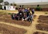 Bedfordview Urban Farming Project Keeps Growing