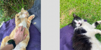 Charities To Support: Kensington Feral Friends