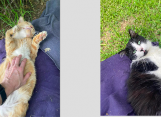 Charities To Support: Kensington Feral Friends