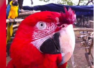 Brainy Birds Organisation Asking For Community Assistance Brainy Birds Asking For Community Assistance