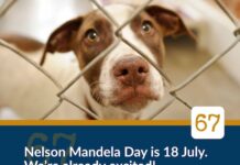 Join The Germiston Bedfordview SPCA To Celebrate Mandela Day And Make A Difference Join the Bedfordview SPCA To Celebrate Mandela Day And Make A Difference