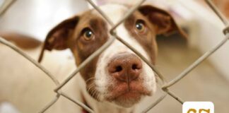 Join the Bedfordview SPCA To Celebrate Mandela Day And Make A Difference