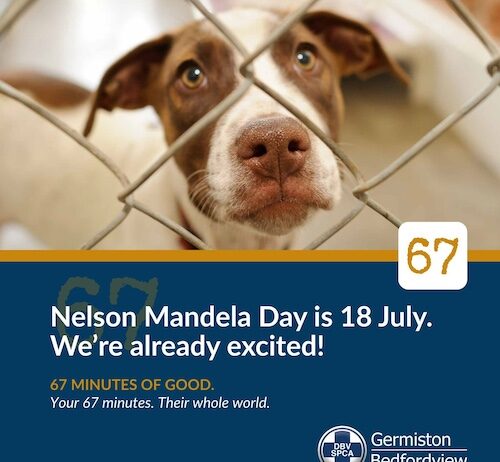 Join the Bedfordview SPCA To Celebrate Mandela Day And Make A Difference